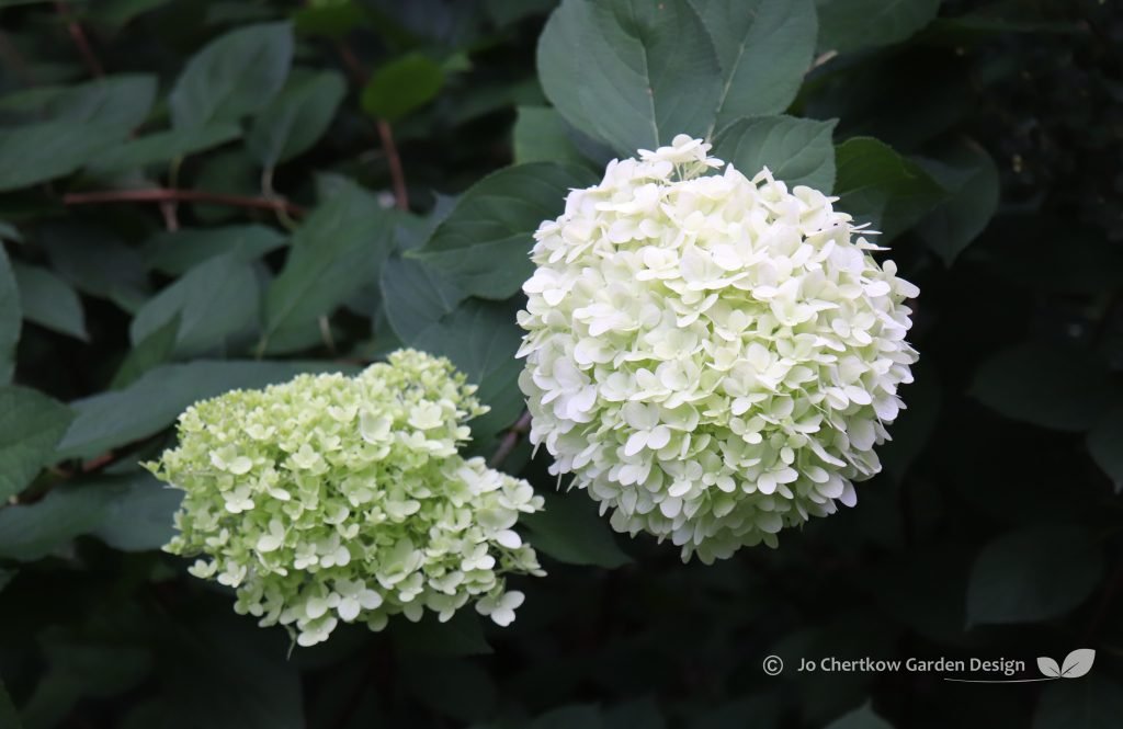 Hydrangea paniculata 'Limelight' brightens up a shady spot