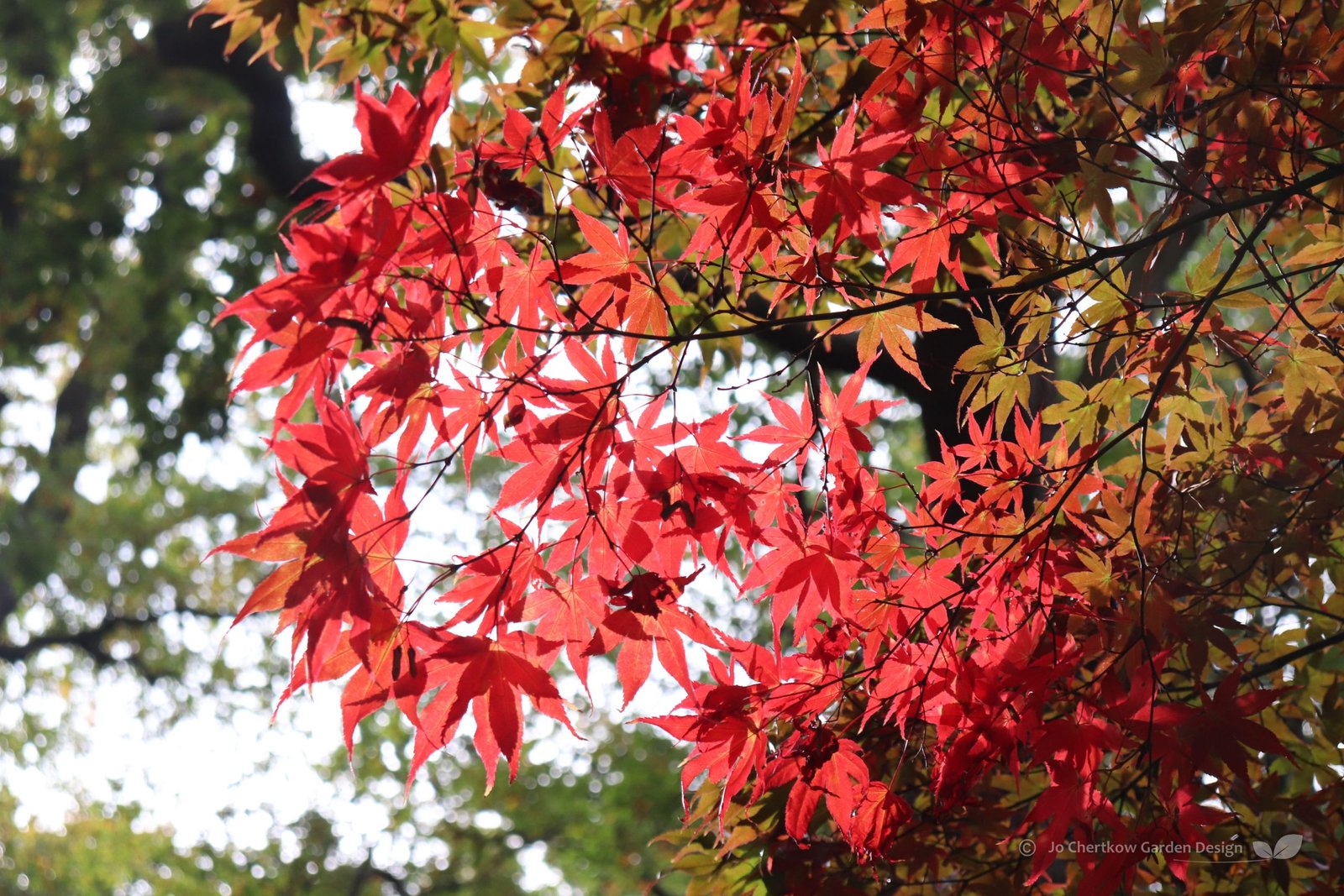 Acer palmatum