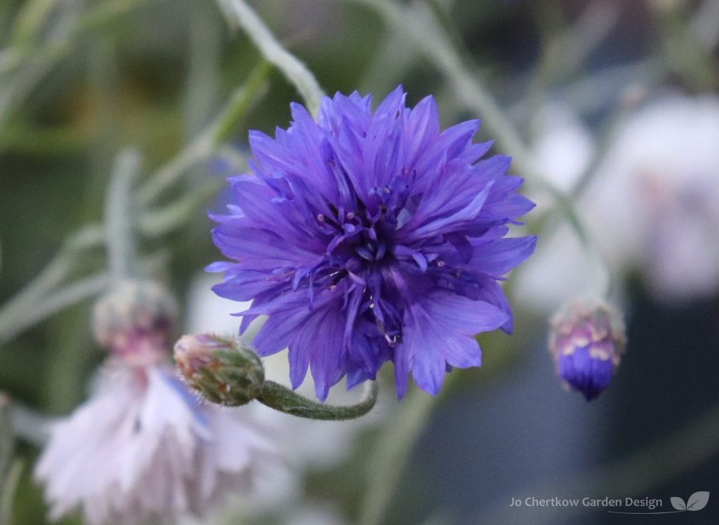 Sow cornflower seeds now to attract pollinators to your garden this summer