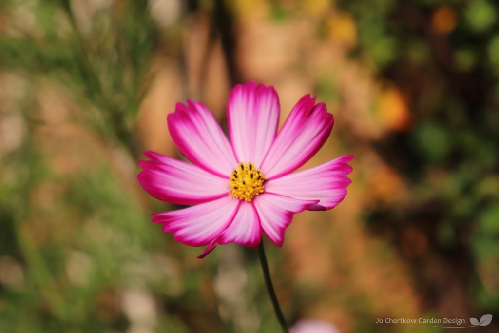 Cosmos are easy to grow from seed  to fill your garden with colour