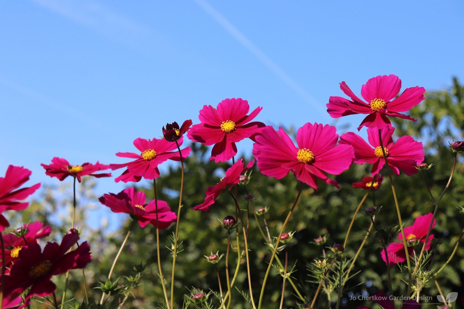 flower-seeds-to-sow-now-for-summer-colour-garden-design-planting