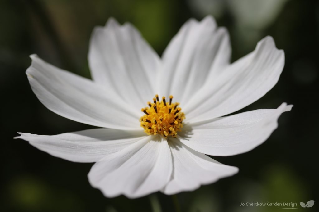 Cosmos 'Purity'