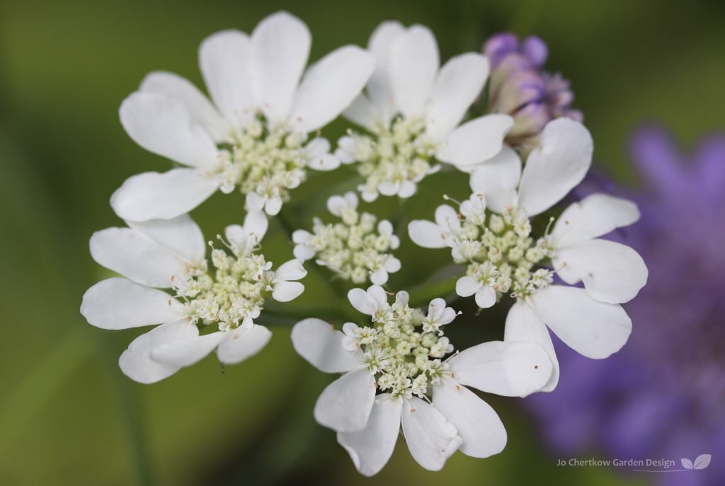 Orlya grandiflora