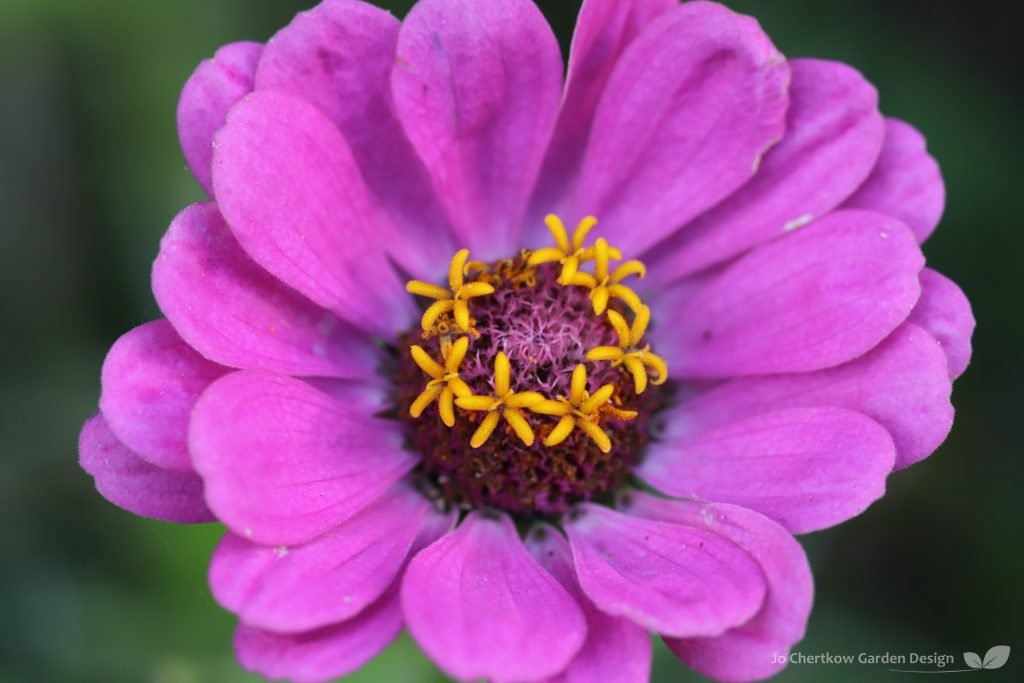 Zinnia flowers bring zingy colour to the garden