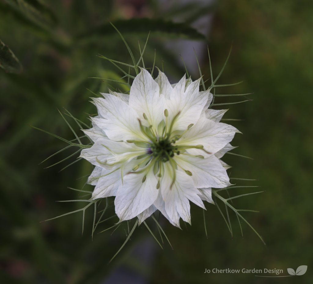 Nigella flower